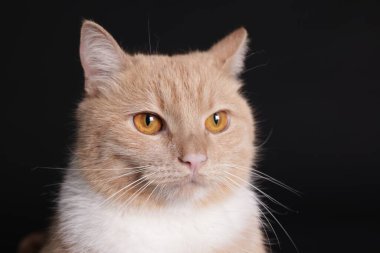 Siyah arka planda sevimli kedi portresi, yakın plan.