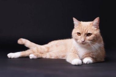 Siyah arka planda sevimli kızıl kedi. Sevimli hayvan.