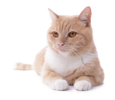 Beyaz arka planda sevimli kızıl kedi. Sevimli hayvan.