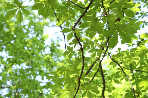 Arka planda yeşil yaprakları olan güzel ağaç taç, yakın plan.