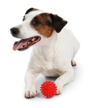 Beyaz arka planda oyuncakla oynayan sevimli bir köpek. Sevimli hayvan