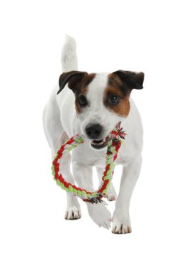 Beyaz arka planda oyuncakla oynayan sevimli bir köpek. Sevimli hayvan