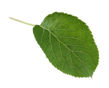 Bir yeşil elma yaprağı beyaza izole edilmiş.