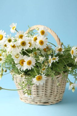 Hasır sepetteki güzel papatya çiçekleri açık mavi arkaplanda, yakın plan
