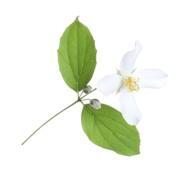 Güzel yasemin çiçekleriyle dolu bir dal beyaz üzerine izole edilmiş