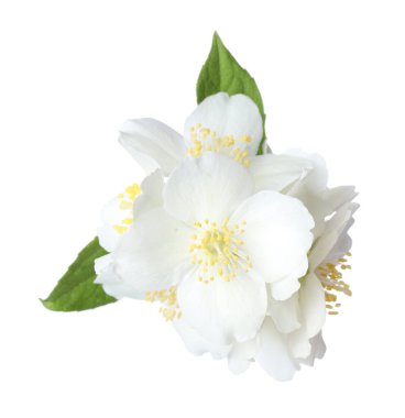 Beyaz yapraklı güzel yasemin çiçekleri