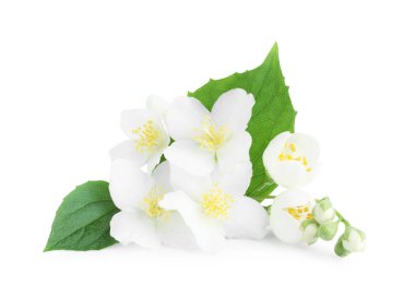 Beyaz yapraklı güzel yasemin tomurcukları