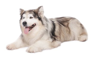 Beyaz arka planda güzel Alaska malamute köpeği