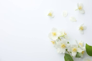 Güzel yasemin çiçekleri ve beyaz arka planda yeşil yapraklar. Metin için boşluk