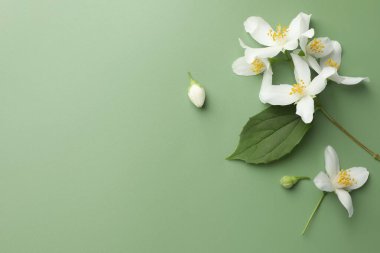 Güzel yasemin çiçekleri ve yeşil arka planda yaprak, düz. Metin için boşluk