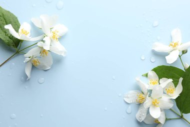Güzel yasemin çiçekleri ve açık mavi arka planda yeşil yapraklar, düz bir zemin. Metin için boşluk