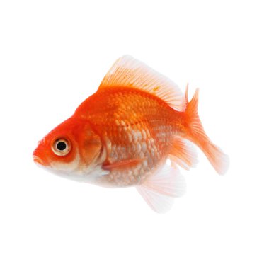 Küçük, güzel bir akvaryum balığı beyazda izole edilmiş.