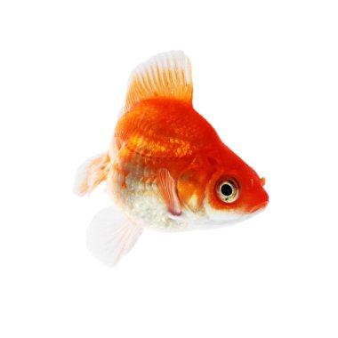 Küçük, güzel bir akvaryum balığı beyazda izole edilmiş.