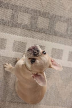 Sevimli Fransız bulldog köpeği yerde oturuyor, manzaranın üstünde.