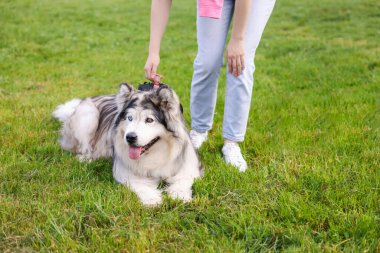 Yeşil çimlerin üzerinde sevimli Alaska köpeğiyle gezen kadın, yakın plan.