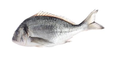 Taze çiğ dourade balığı beyazda izole edilmiş. Organik deniz ürünleri