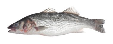 Beyaza izole edilmiş taze çiğ deniz kabuğu balığı. Organik deniz ürünleri