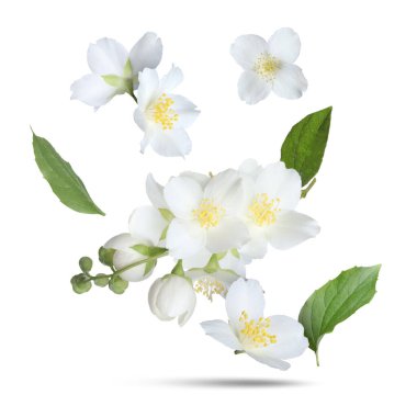 Güzel yasemin çiçekleri ve yeşil yapraklar beyaz arka plana düşüyor