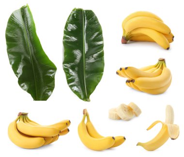 Taze muz meyveleri ve yeşil yapraklar beyaz üzerine izole edilmiş.