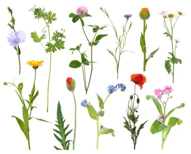 Beyaz arka planda kır çiçekleri, set. Farklı çiçek açan bitkiler.