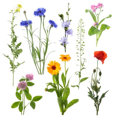 Beyaz arka planda kır çiçekleri, set. Farklı çiçek açan bitkiler.