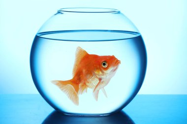 Masanın üzerinde yuvarlak akvaryumdaki parlak akvaryum balığı açık mavi gradyan arkaplana karşı