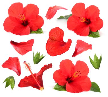 Güzel kırmızı amber çiçekleri ve beyaz arkaplanda yeşil yapraklar, kolaj.