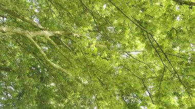 Yeşil yapraklı güzel ağaç, kamera sağa doğru hareket ediyor.