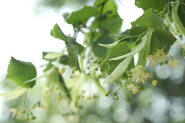 Yaprakları ve çiçekleri olan ıhlamur ağacı dalı, yakın plan.
