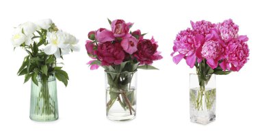 Beyaz vazolardaki şakayık buketleri.