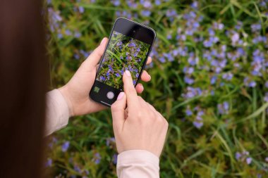 Açık havada akıllı telefonda bitki tanıma uygulaması kullanan bir kadın, yakın plan. Metin için boşluk