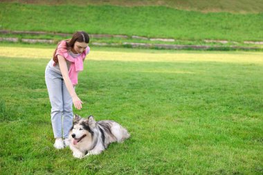 Alaska 'lı sevimli köpeğini yeşil çimlerde eğiten bir kadın. Metin için boşluk