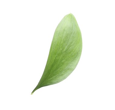 One fresh green Ruscus leaf isolated on white