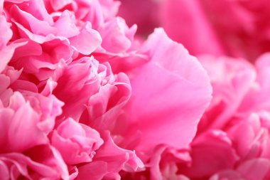 Arka plan olarak güzel şakayık demeti, yakın plan.