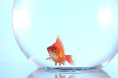 Akvaryumda yüzen altın balıklar açık mavi arka planda temiz suyla, yakın plan