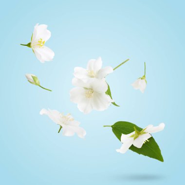 Yasemin çiçekleri açık mavi arkaplanda uçuşuyor