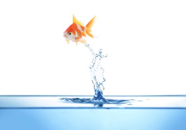 Beyaz arka planda sudan atlayan güzel, parlak bir balık.