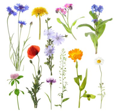 Beyaz arka planda kır çiçekleri, set. Farklı çiçek açan bitkiler.