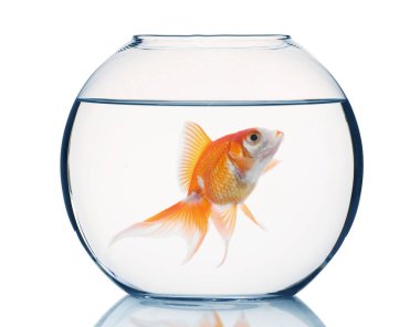 Yuvarlak akvaryumda yüzen parlak balıklar ve beyaz arka planda temiz su.