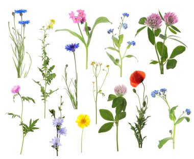 Beyaz arka planda kır çiçekleri, set. Farklı çiçek açan bitkiler.