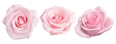 Beyaz arka planda güzel pembe gül çiçeği, set