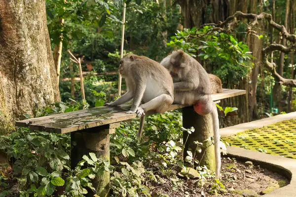 Parktaki tahta bankta oturan şirin maymunlar.