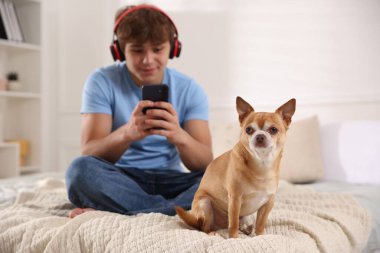 Evde akıllı telefonlu şirin bir köpek ve genç bir çocuk, seçici bir şekilde odaklanmış.