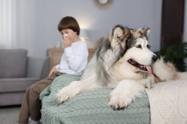 Evde köpeğine alerjisi olan bir çocuk yatakta seçici bir şekilde odaklanıyor.