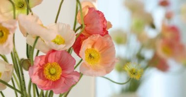 Kapalı alanda bir buket güzel gelincik çiçeği, yakın plan. Kamera sola hareket ediyor