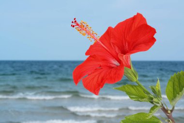 Deniz kenarında kırmızı amber çiçeği. Tropik bitki