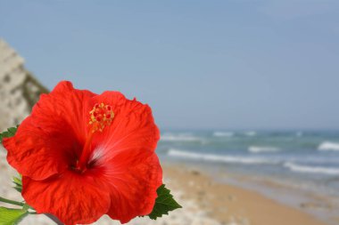 Hibiscus bitkisi, tropik adada parlak kırmızı çiçekli.