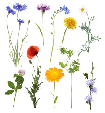 Beyaz arka planda kır çiçekleri, set. Farklı çiçek açan bitkiler.