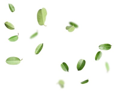 Beyaz arka planda uçuşan taze yeşil yapraklar