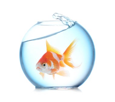 Yuvarlak akvaryumdaki parlak balıklar beyaz arka planda